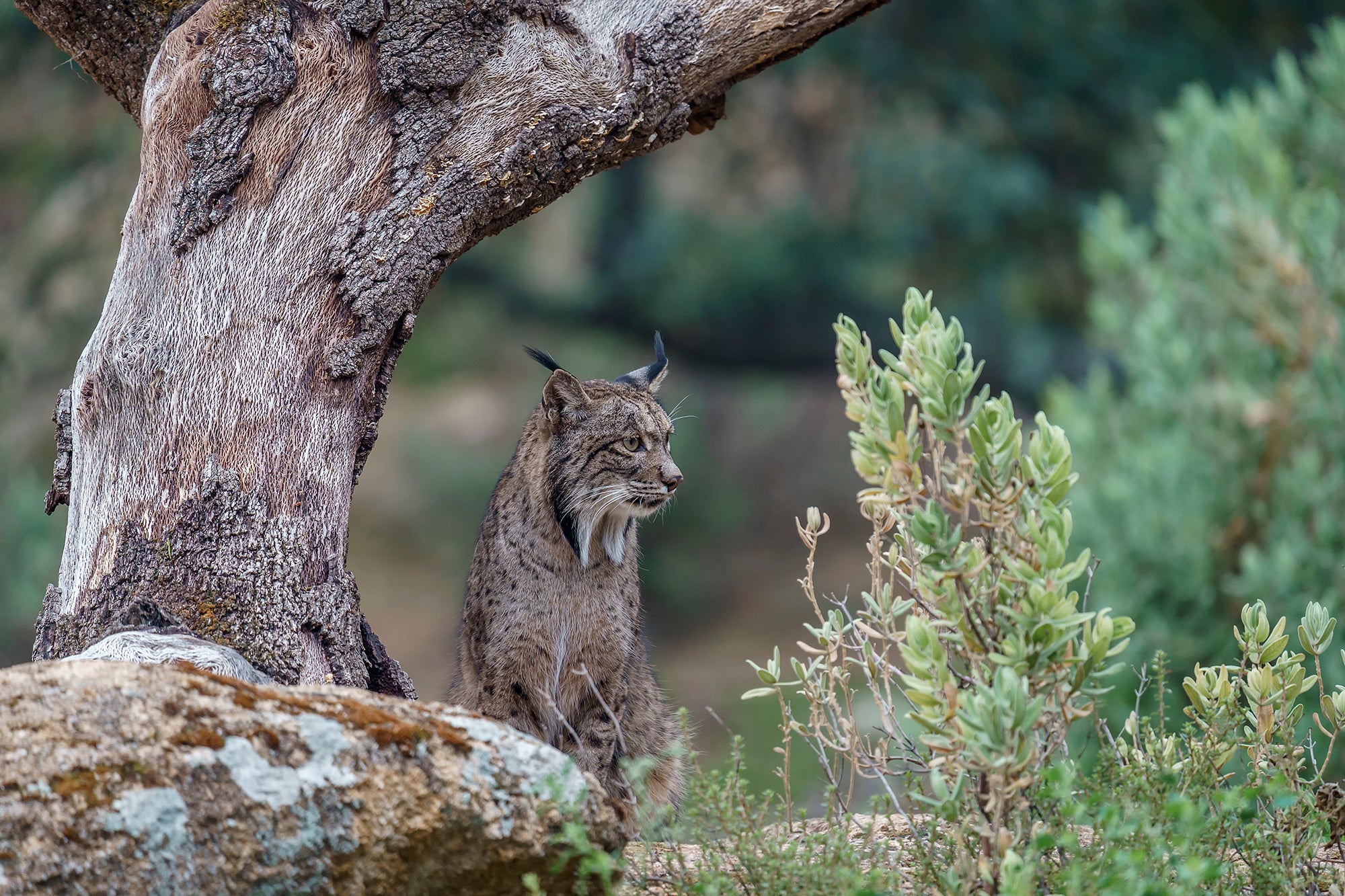 Lynx are solitary animals, preferring to live and hunt alone, © Dani Jara