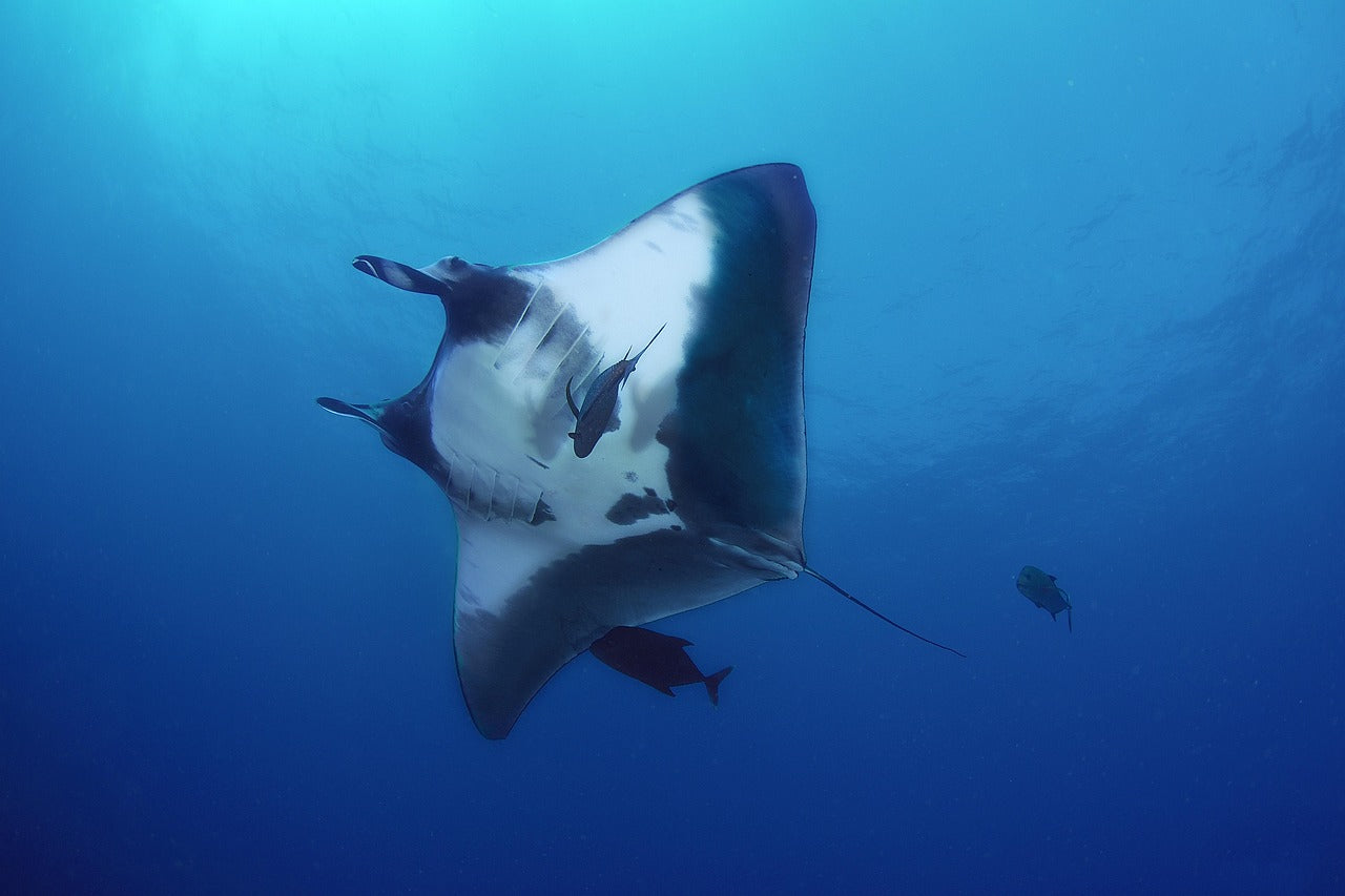 Manta Ray