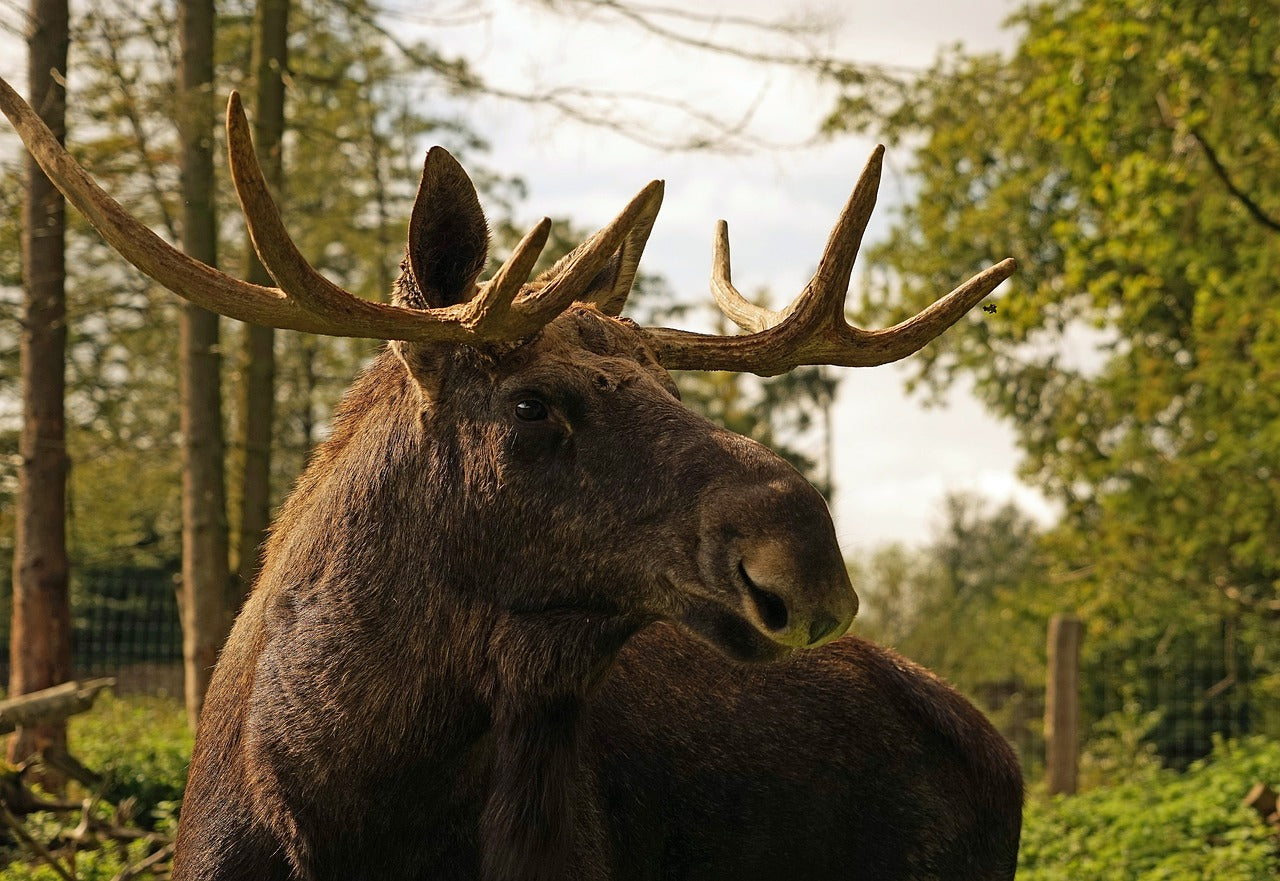 Older elk tend to have larger, more complex antlers compared to younger ones. © Bernd Hildebrandt