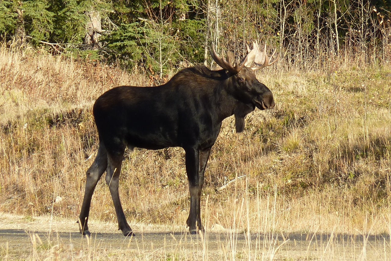 Elk can weigh between 200 and 700 kilograms, with males being larger. © Diane Klettke