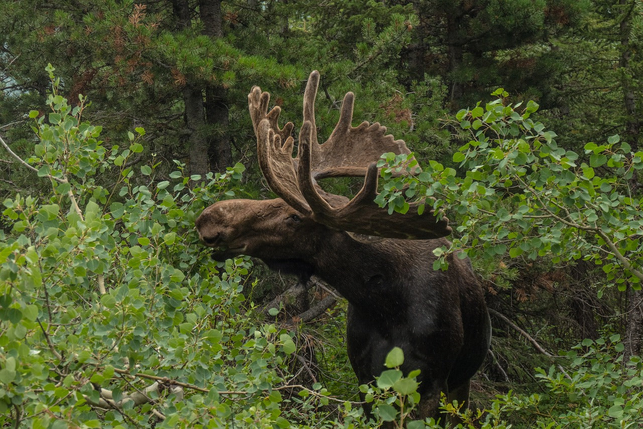 Elk have a unique relationship with beavers, both shaping wetland environments. © Kate Baucherel