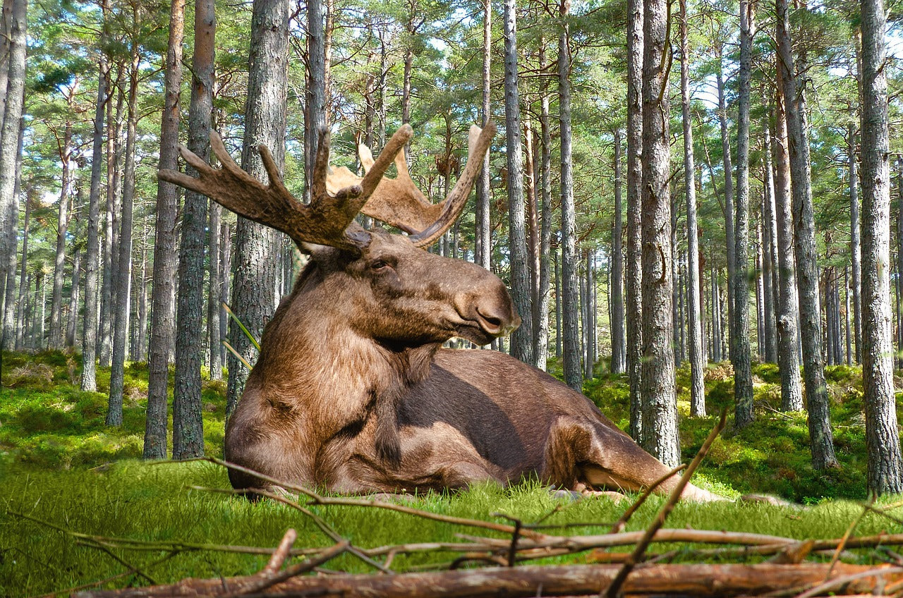 Elk are the largest members of the deer family in Europe. © Andrea Bohl