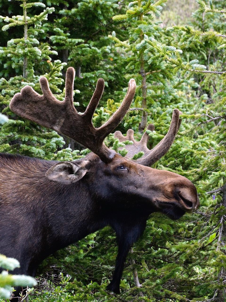 Elk use their keen sense of smell to find food, detect predators, and locate mates. © Janet Meyer