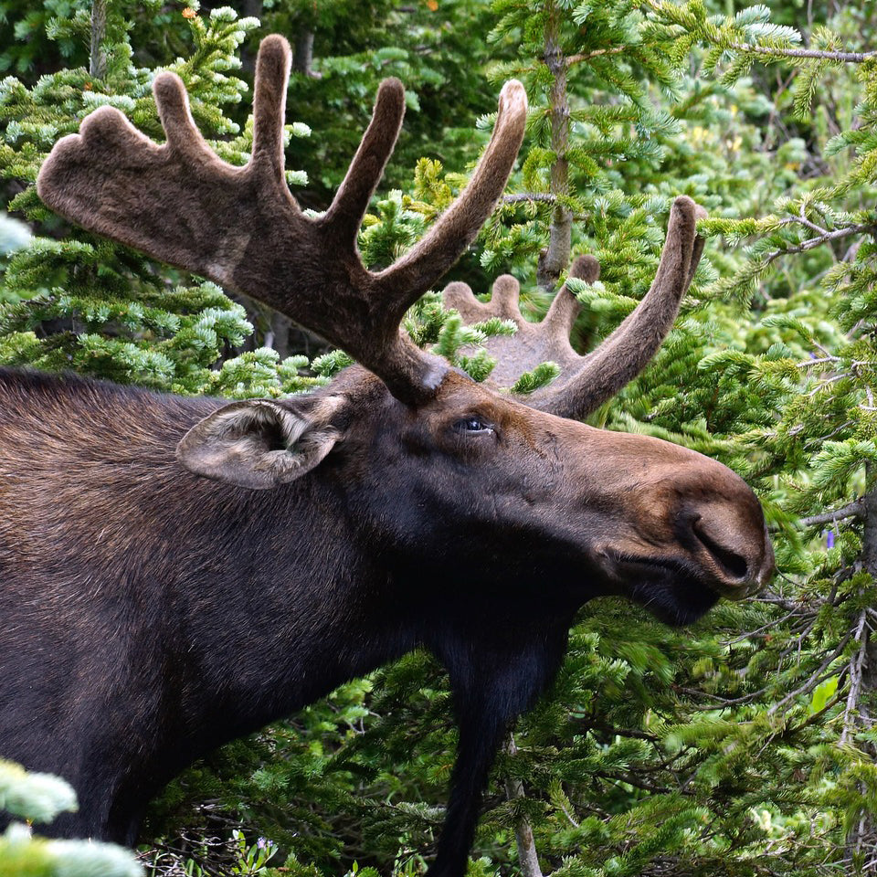 The European elk, known as moose in North America, has a distinct, broad nose. © Janet Meyer