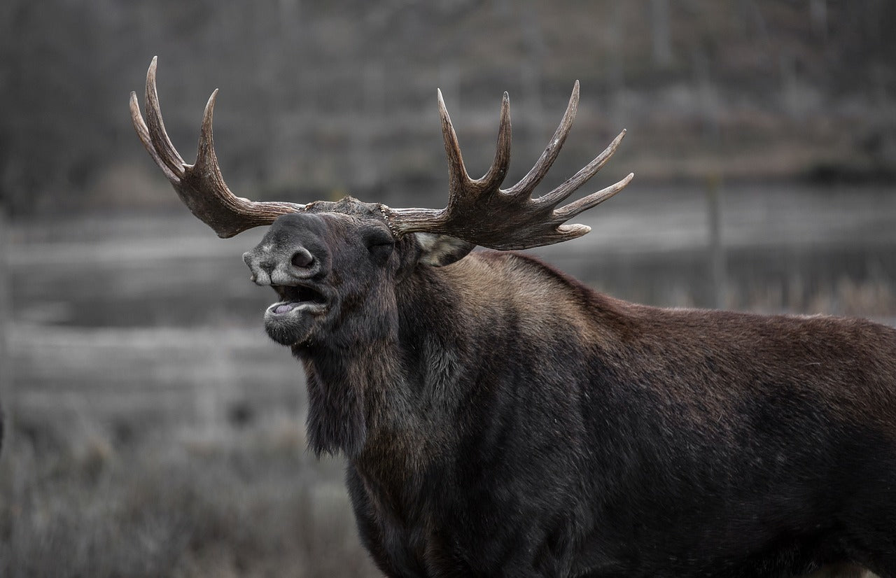 Elk are known for their distinctive bugling calls, especially during the rutting season. © PublicDomainImages, Pixabay