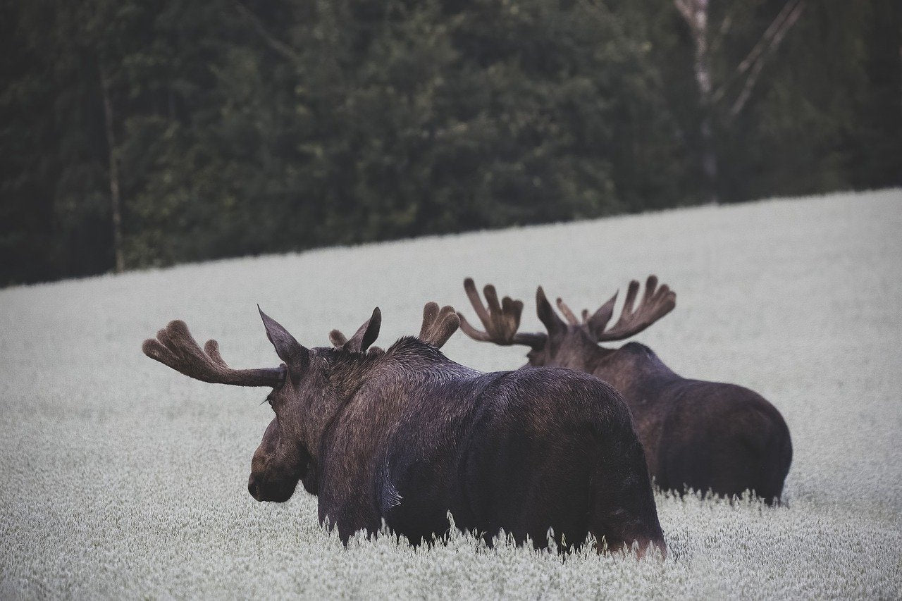 Elk migrate seasonally, often moving to lower elevations in winter. © mayos950, Pixabay