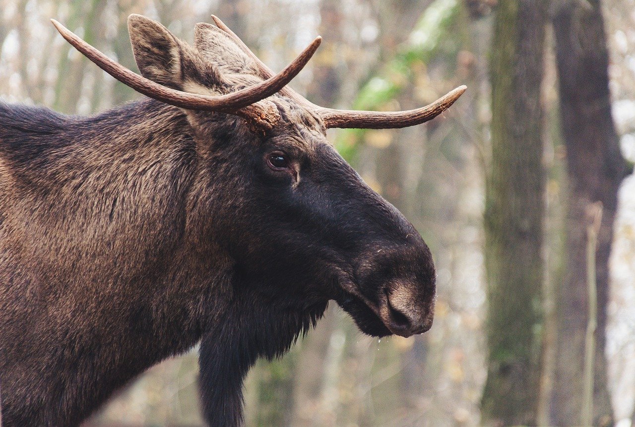 Elk rub their antlers against trees and shrubs to help remove the velvet. © wal_172619, Pixabay