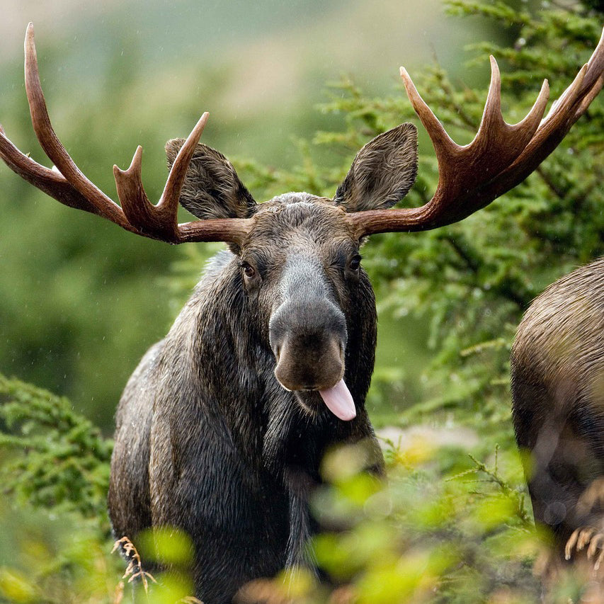 A mature male elk’s antlers can span up to two metres across. © PublicDomainImages, Pixabay