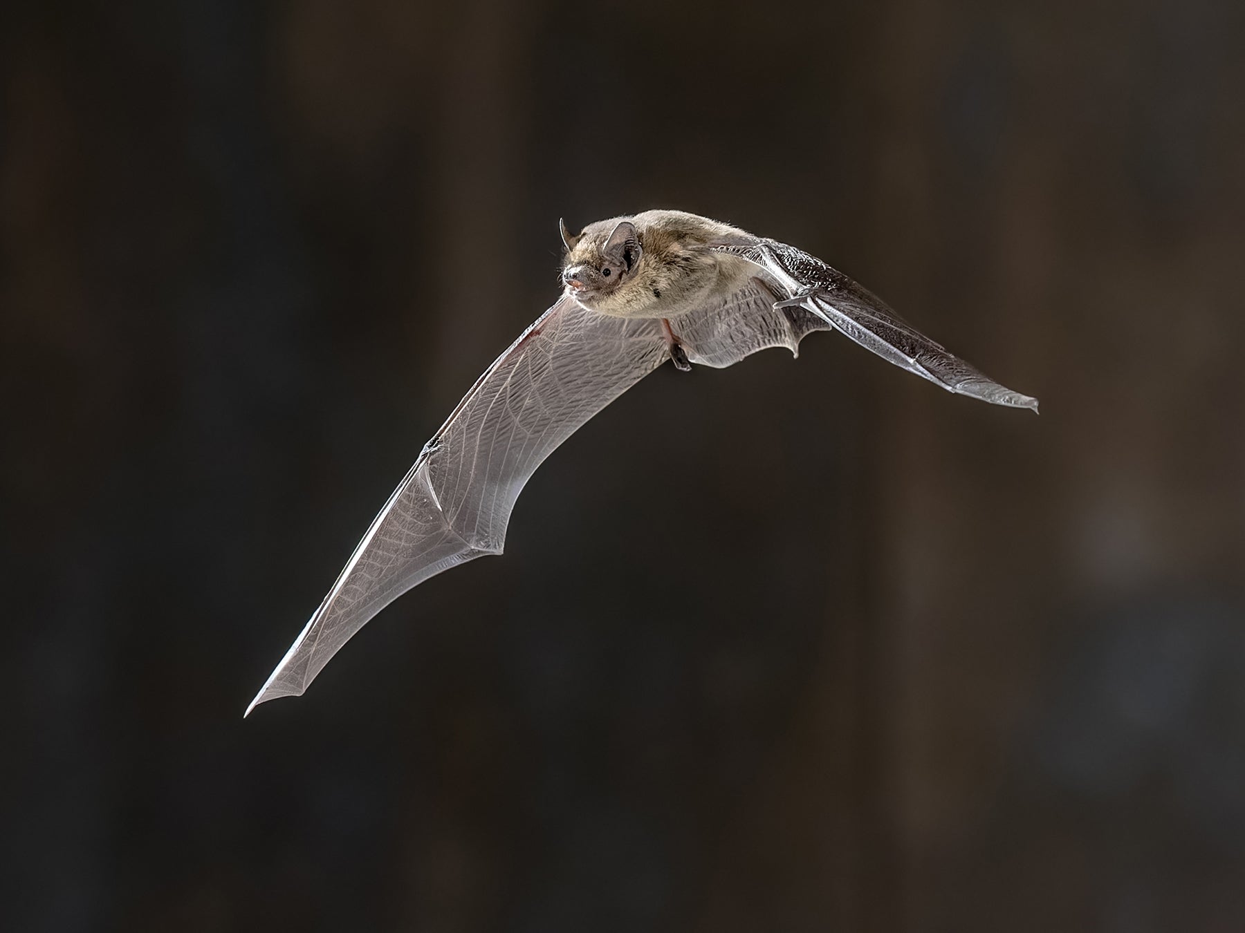 Pipistrelles live a long time for their size - usually 4 to 5 years, though some have been known to reach over 15! © Rudmer Zwerver