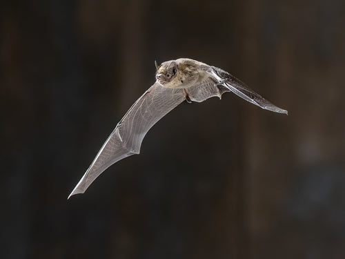 Pipistrelles live a long time for their size - usually 4 to 5 years, though some have been known to reach over 15! © Rudmer Zwerver