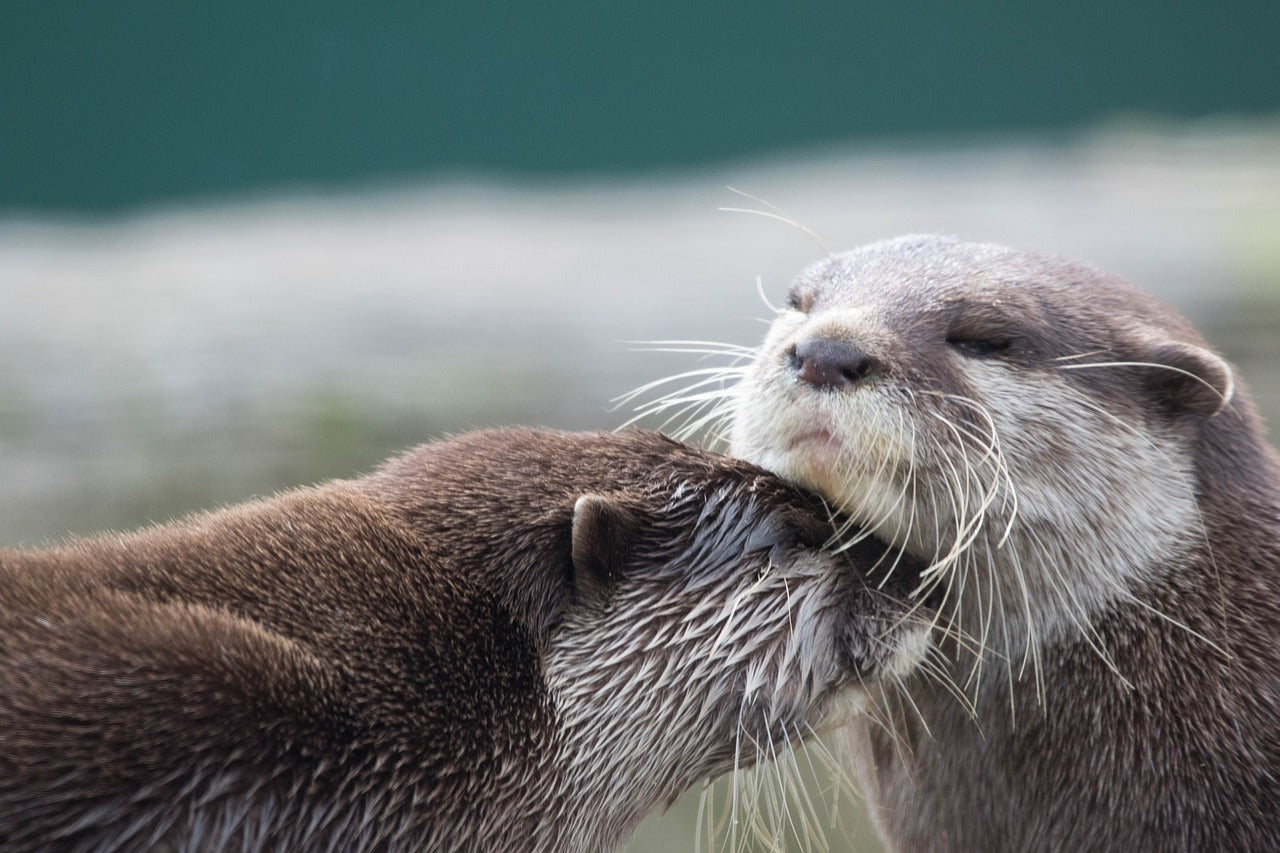 Otter