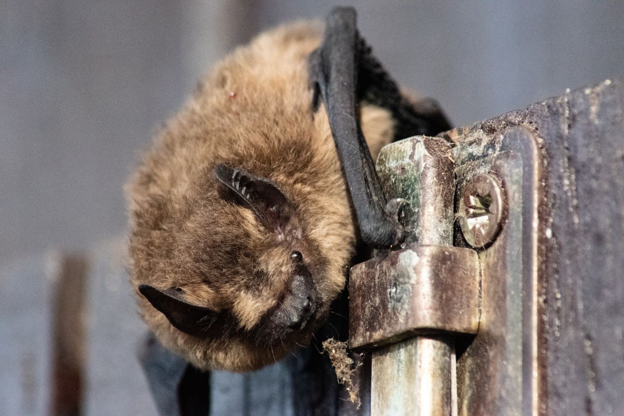 make up a huge chunk of British wildlife: Nearly a quarter of all mammal species in the UK are bats. © Maximilian Ruther
