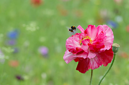 Mini Wildflower Seed Ball Jars: 6 Varieties