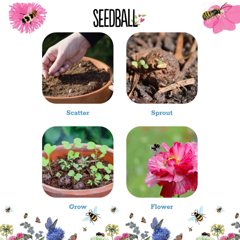Mini Wildflower Seed Ball Jars: 6 Varieties