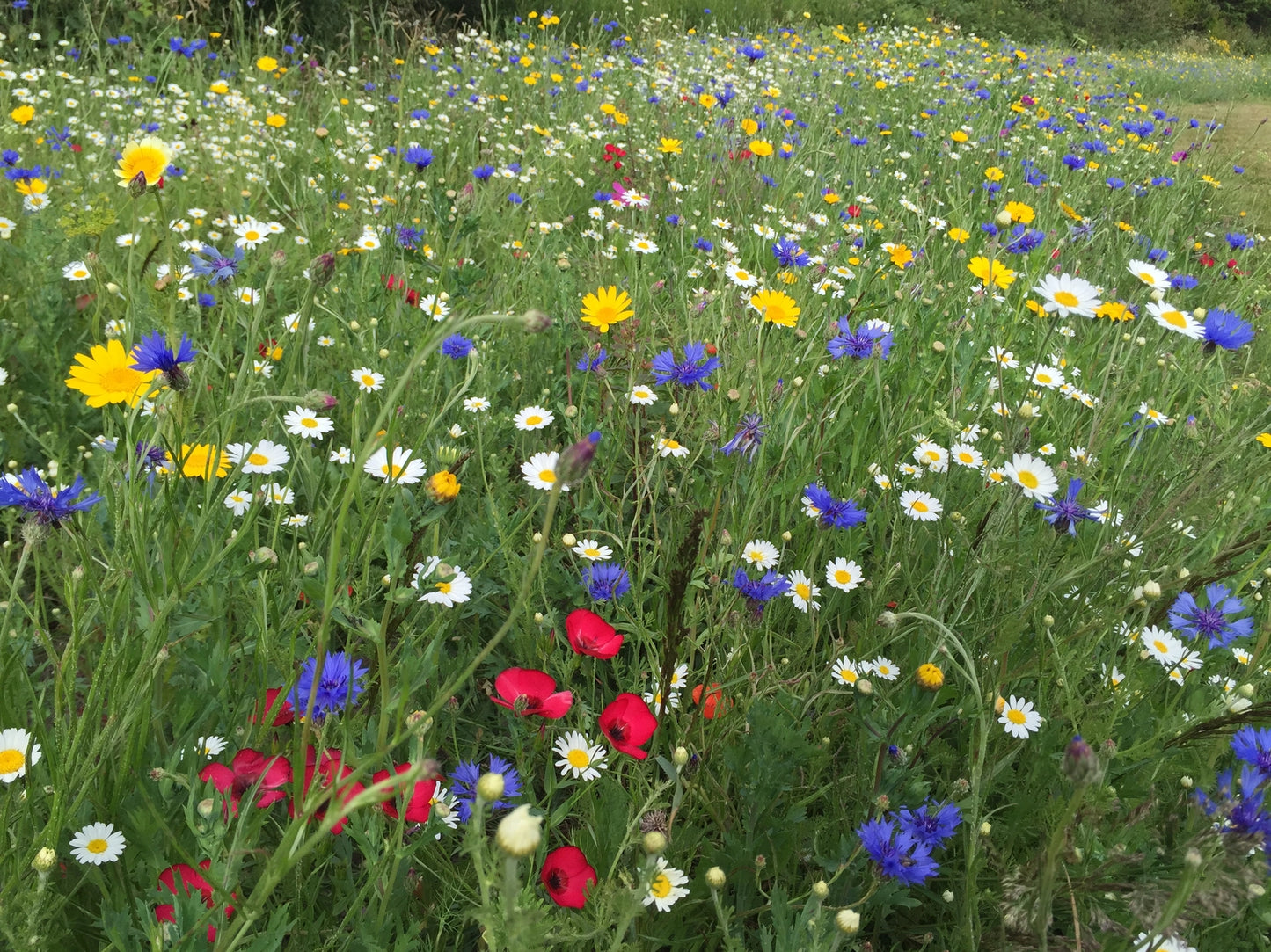 Mini Wildflower Seed Ball Jars: 6 Varieties