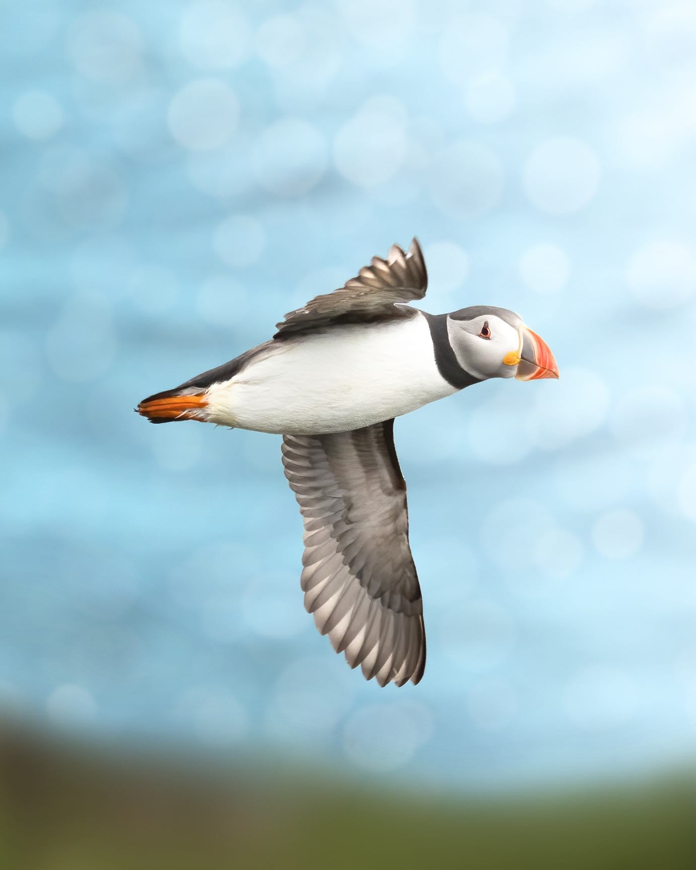 Pufflings (baby puffins) fledge at night to avoid predators. © Andy Green