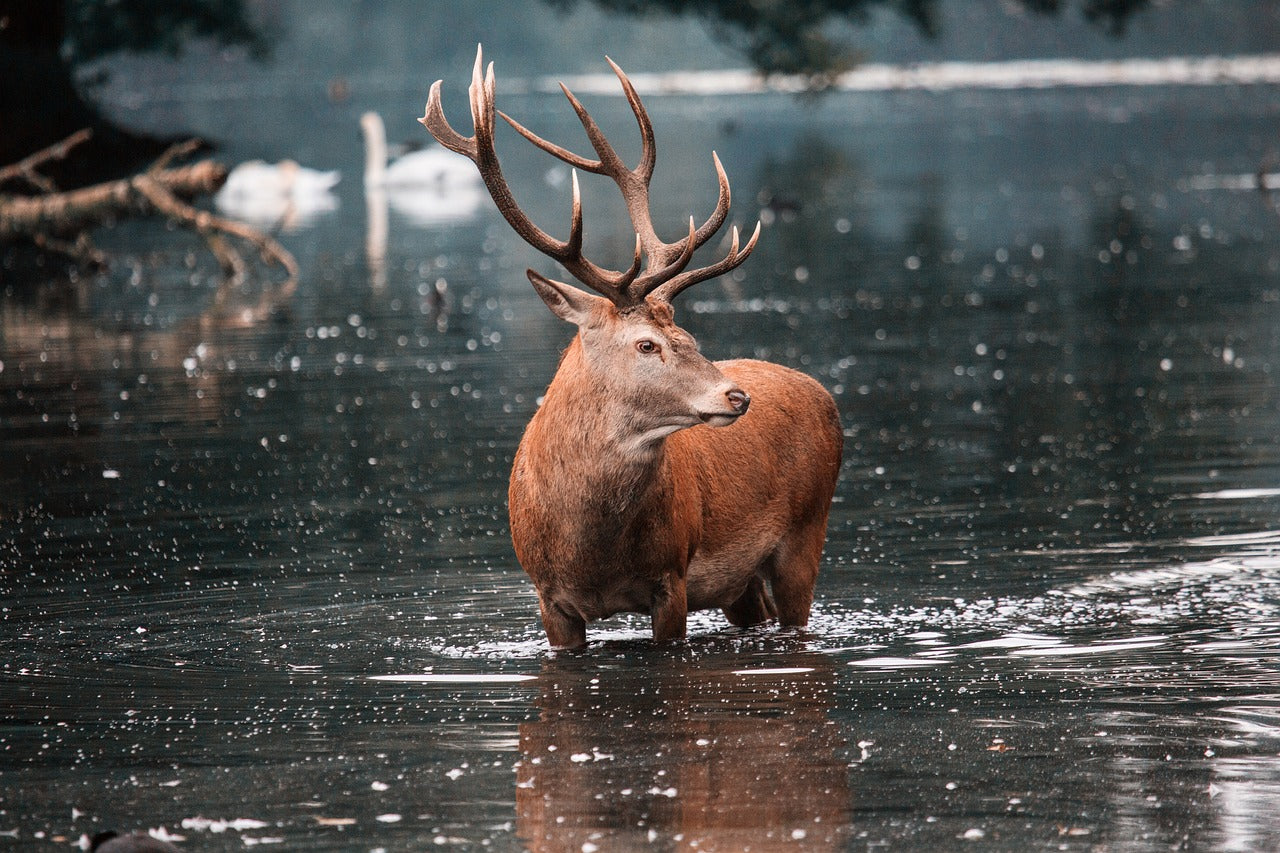 Today, red deer are still found across Europe, with large populations in the Scottish Highlands. © Diana Parkhouse