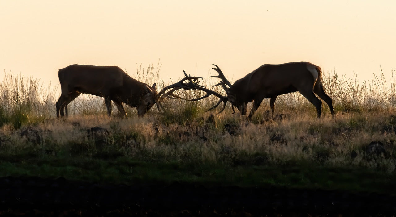 During the rutting season, stags compete for hinds by roaring and locking antlers. © Herbert Aust