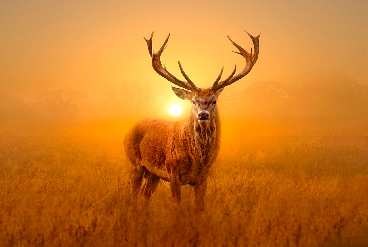 Historically, red deer were widespread across Europe, Asia, and North Africa. © Adrian Campfield