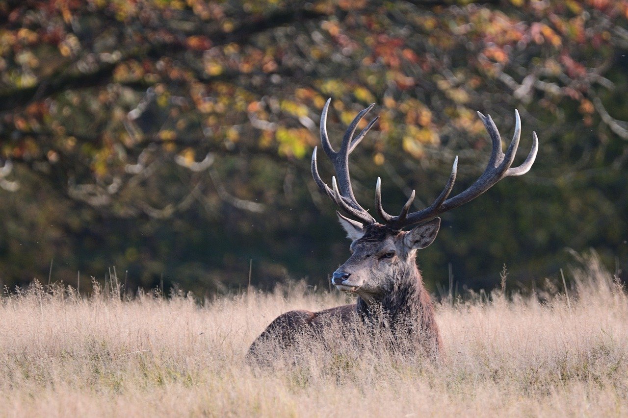 The red deer has a varied diet, grazing on grasses in summer and browsing on shrubs and bark in winter. © jggrz, Pixabay