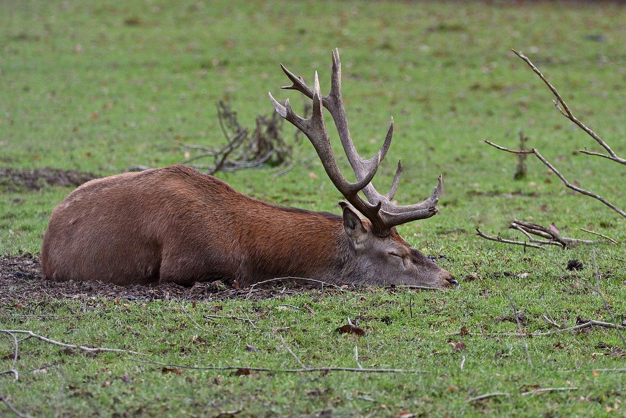 In the absence of natural predators like wolves, red deer populations can grow unchecked. © jggrz, Pixabay