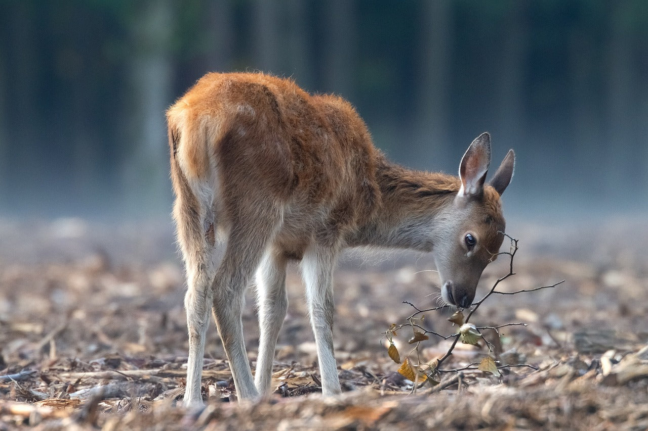 Red deer have a strong homing instinct, often returning to the same areas year after year. © Pixabay