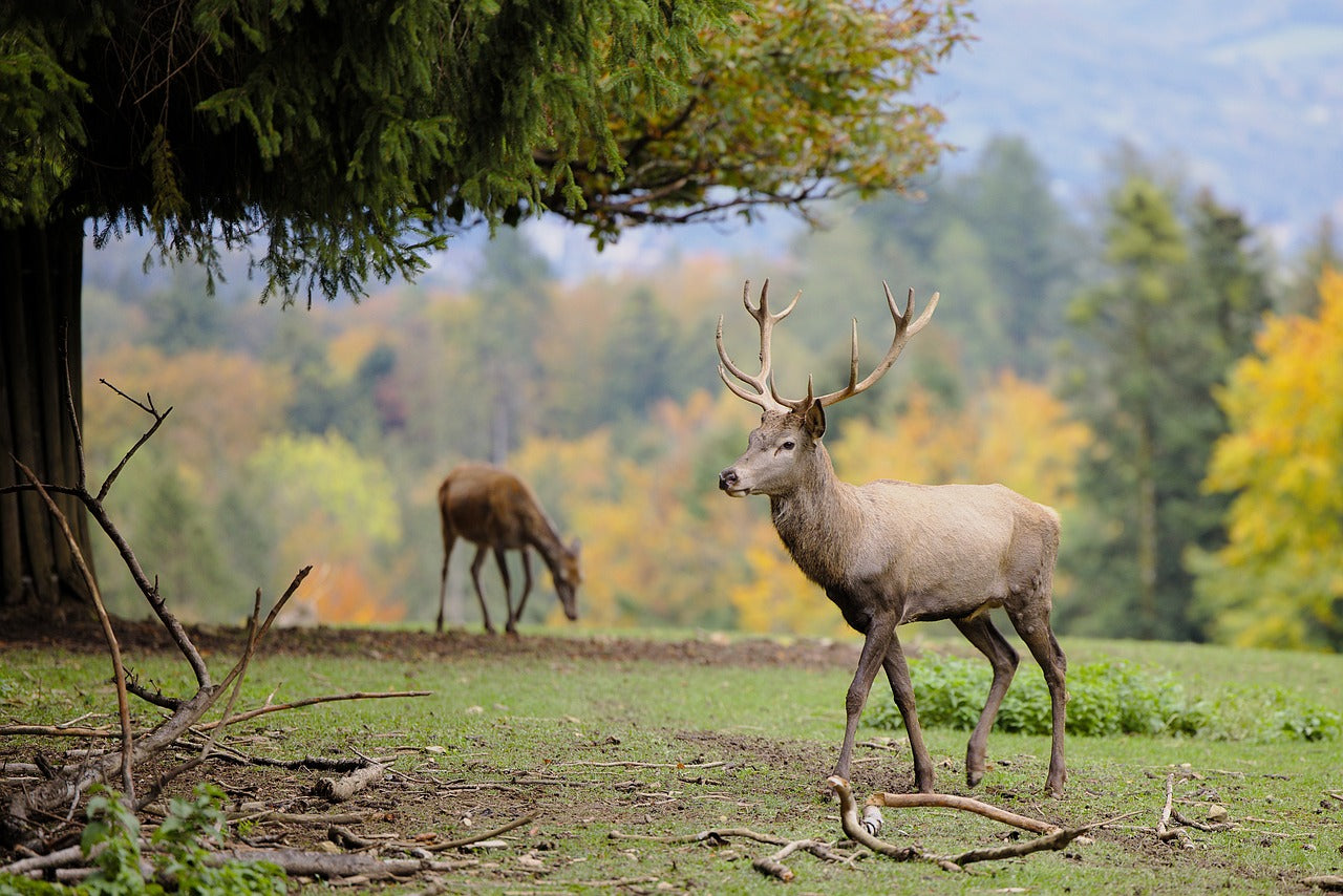 Red deer are social animals, often forming large herds, especially in winter. © DerWeg, Pixabay