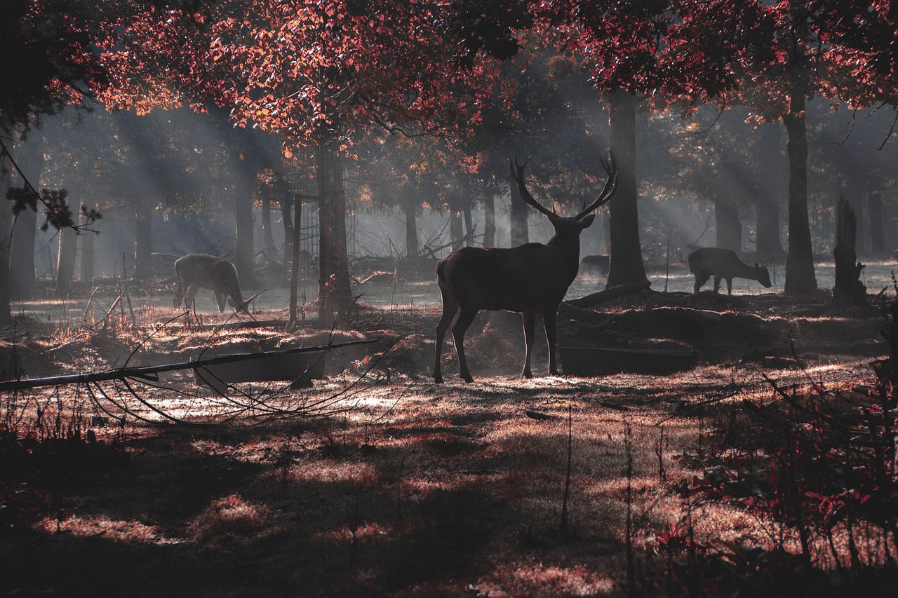 The red deer’s iconic antlers are often used as a symbol of strength and nobility in various cultures. © JLFineArt, Pixabay