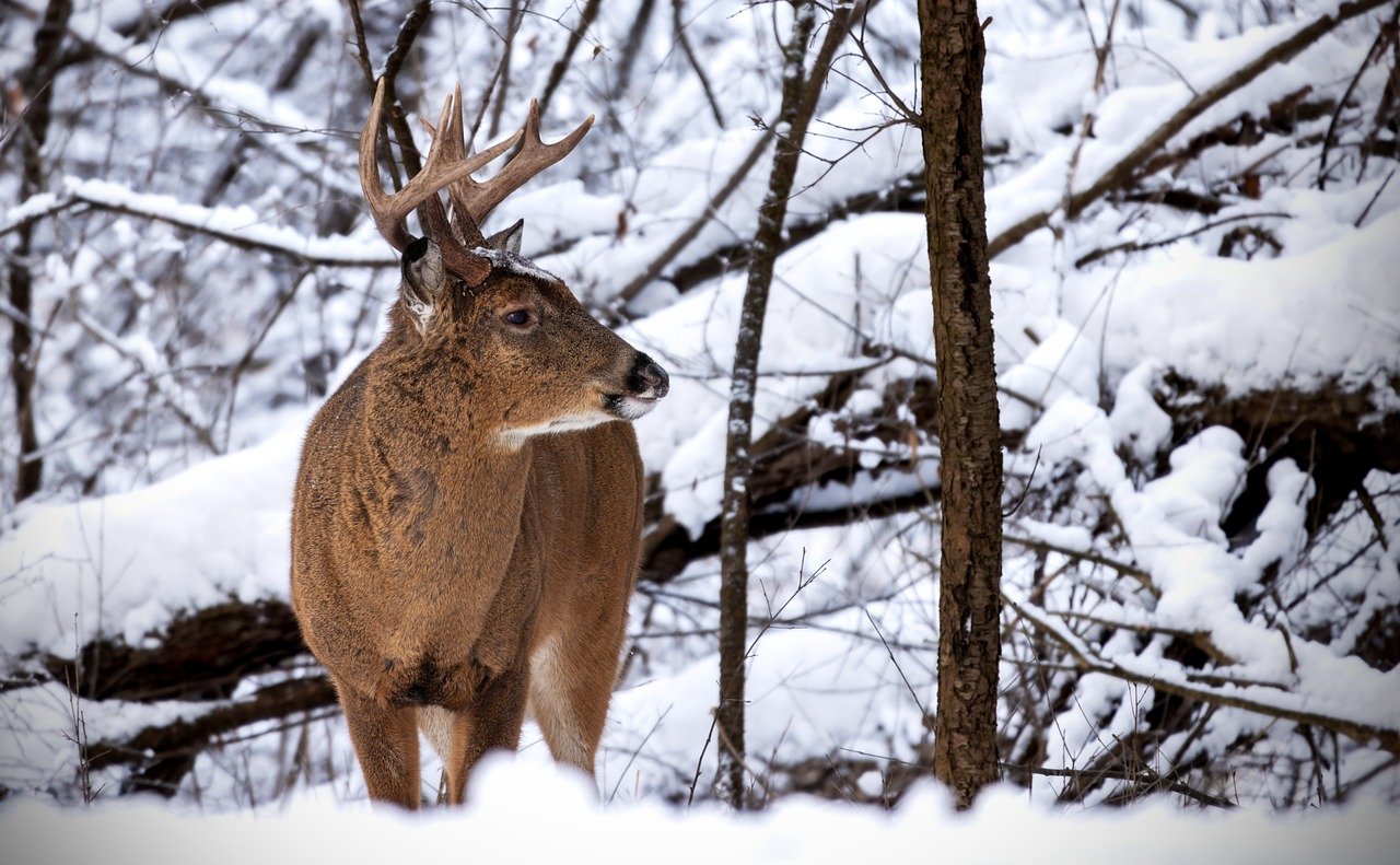 Red deer are known to migrate seasonally, moving to higher altitudes in summer and lower areas in winter. © Ted Erski