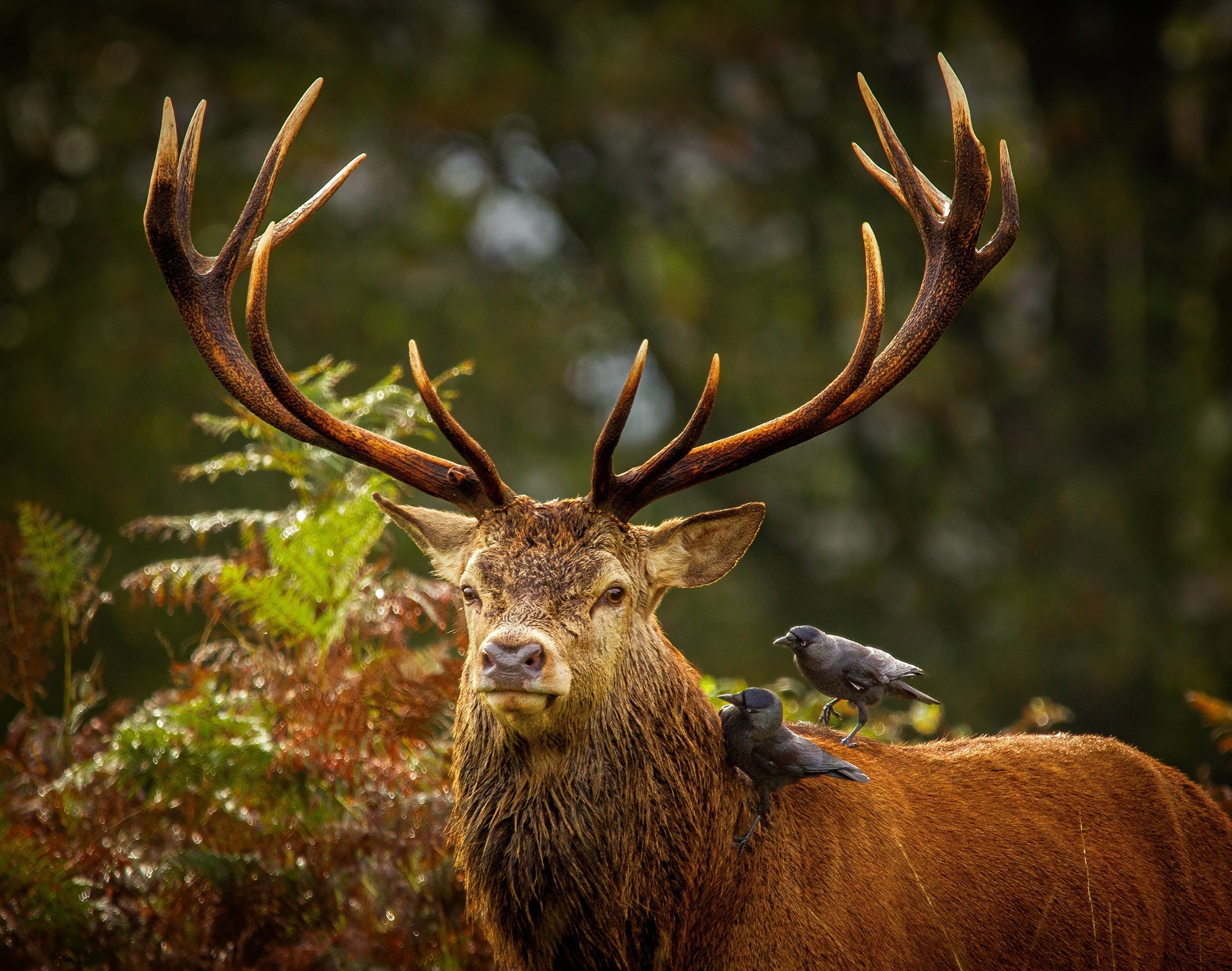 Red deer are the largest land mammals in the UK, with stags standing up to 1.4 metres tall at the shoulder. © Beau Healy