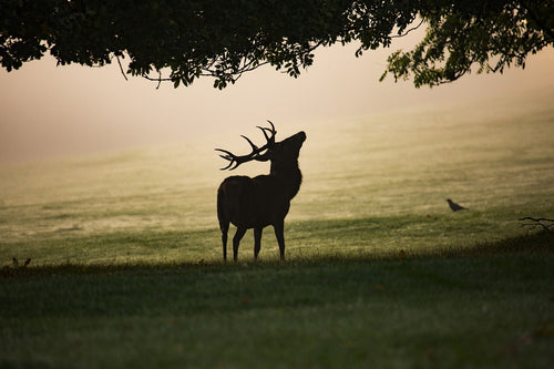 Conservation efforts have helped stabilise red deer populations in many parts of Europe. © Diana Parkhouse