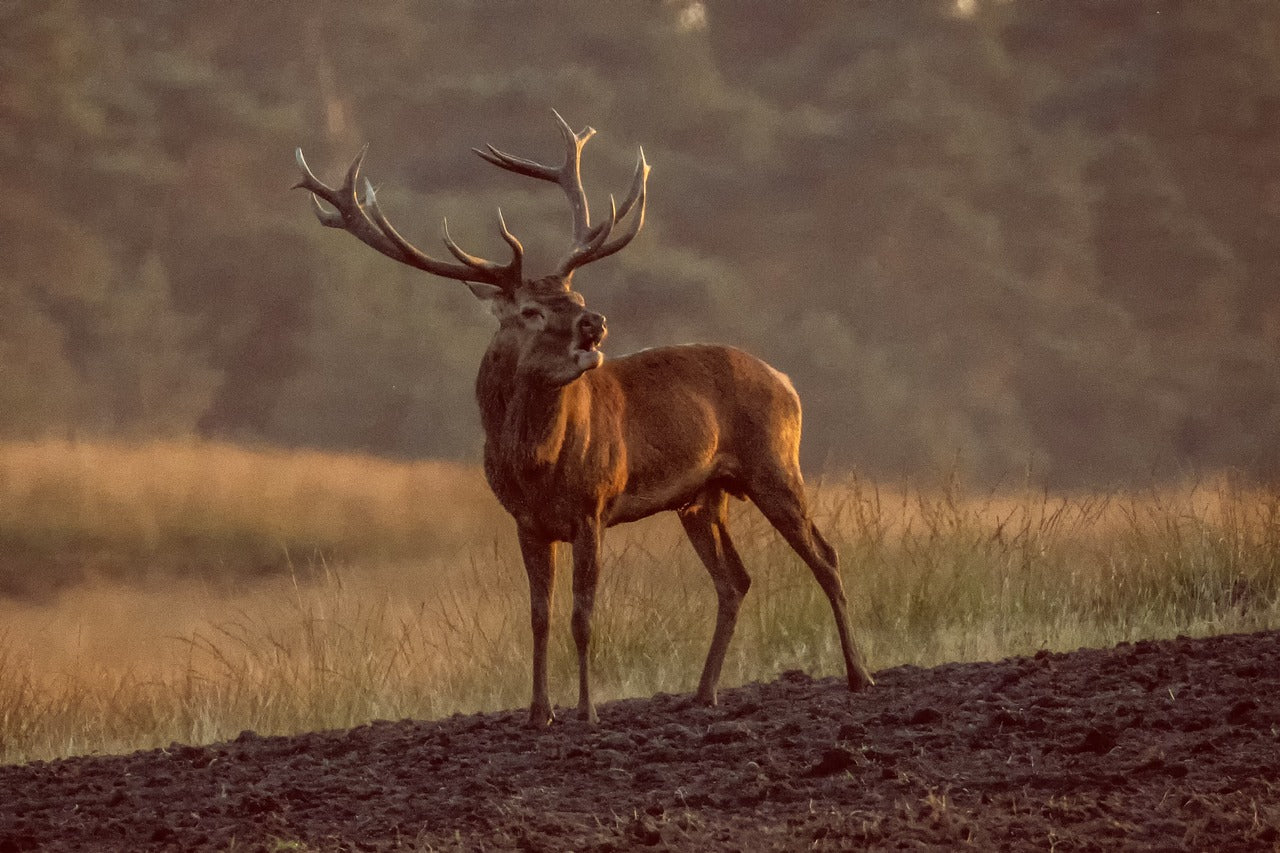 Red deer are known for their reddish-brown coats, which darken during the colder months. © Herbert Aust