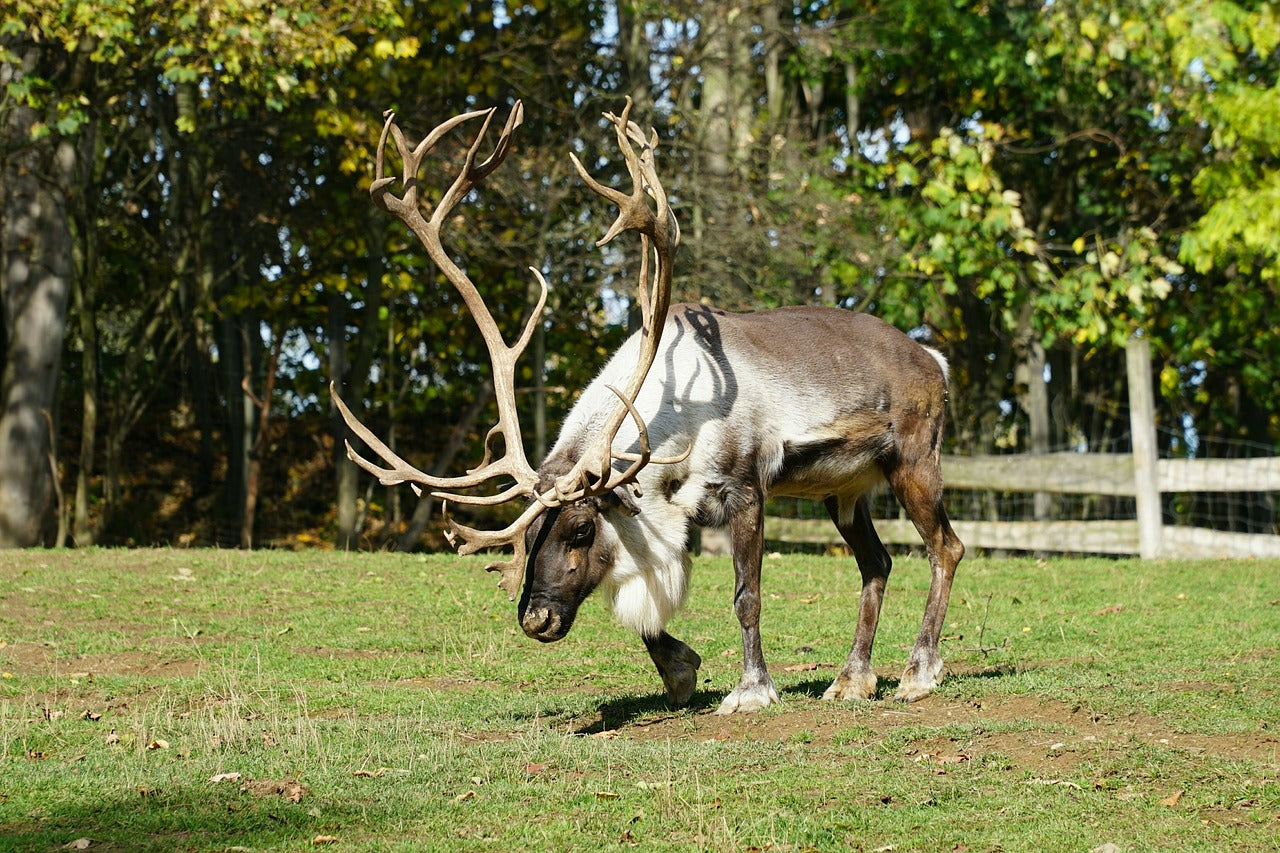 Reindeer