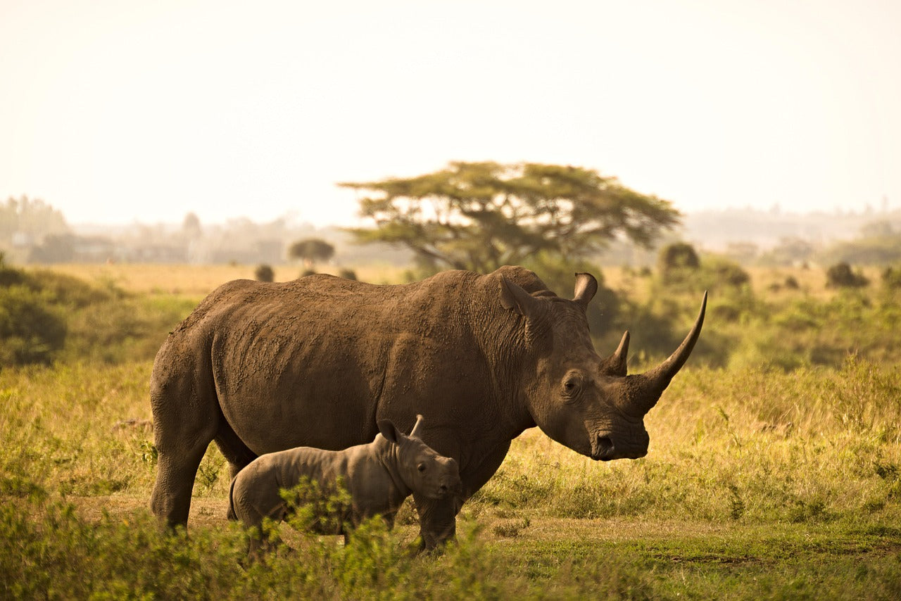Rhinos play a key role in shaping their ecosystems by grazing. © Pete Ball
