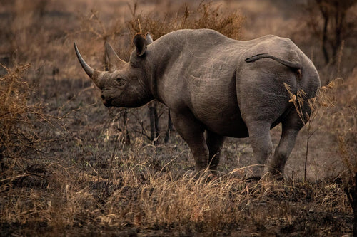 Rhino horns are made of keratin, the same protein as human hair and nails. © Patrick Gregerson