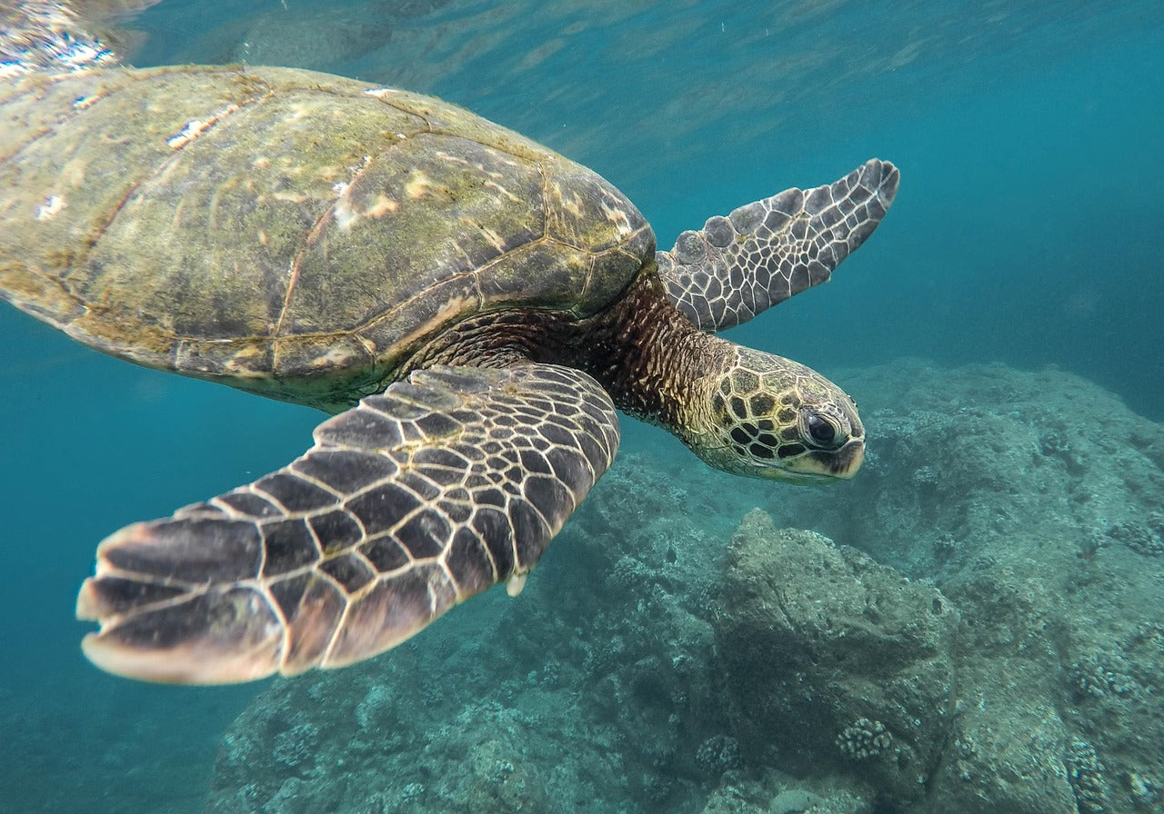 There are seven species of sea turtles: green, loggerhead, Kemp’s ridley, olive ridley, hawksbill, flatback, and leatherback. © Pexels, Pixabay