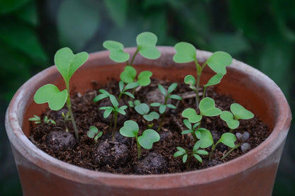 Seedball Tin: Bat Mix, Grow Night Garden Wildflowers