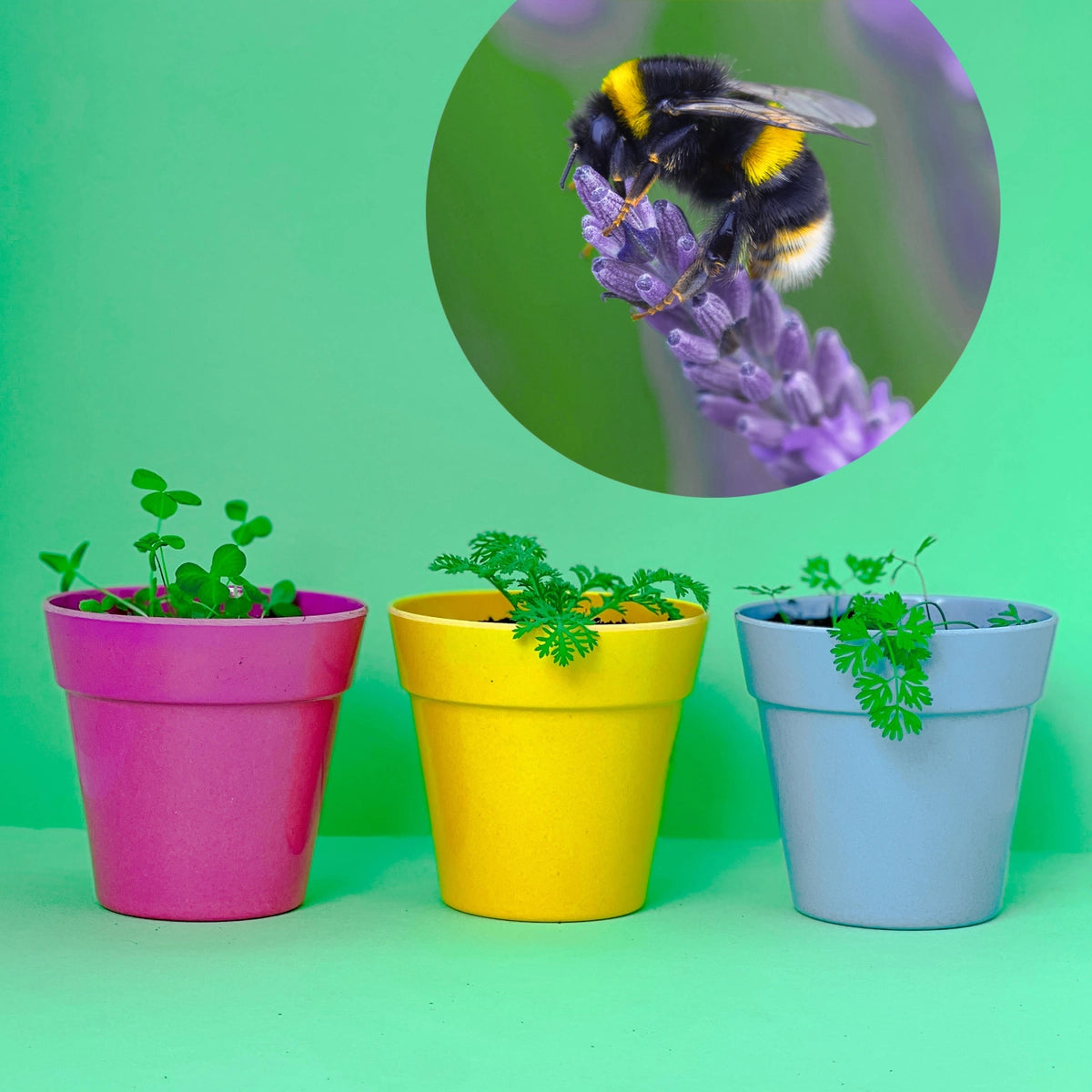 Seedball Tin: Bumblebee Mix, Wildflowers for Pollinator Legends (Shrill Cardner Bee)