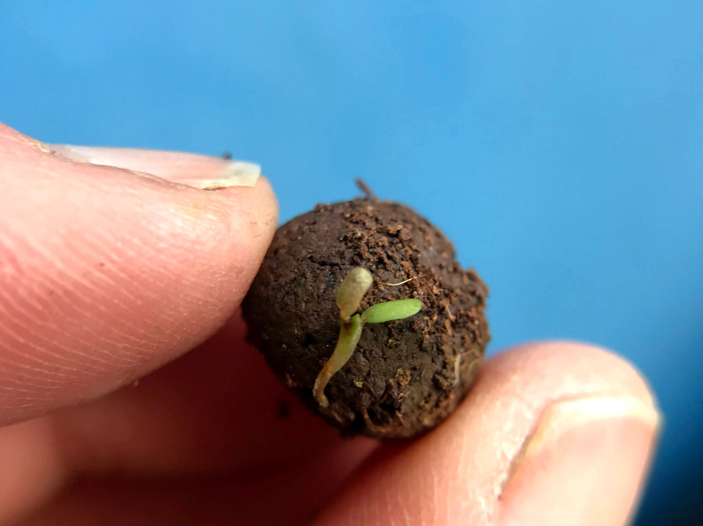 Mini Seedball Tin: Bee Mix, Wildflowers for a Healthy Garden #Savethebees