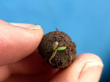Mini Seedball Tin: Bee Mix, Wildflowers for a Healthy Garden #Savethebees