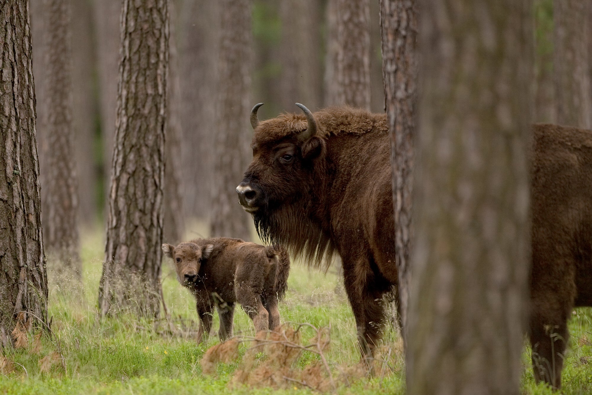 The bison calf sticks close to its guardian. © Martin Prochazkacz