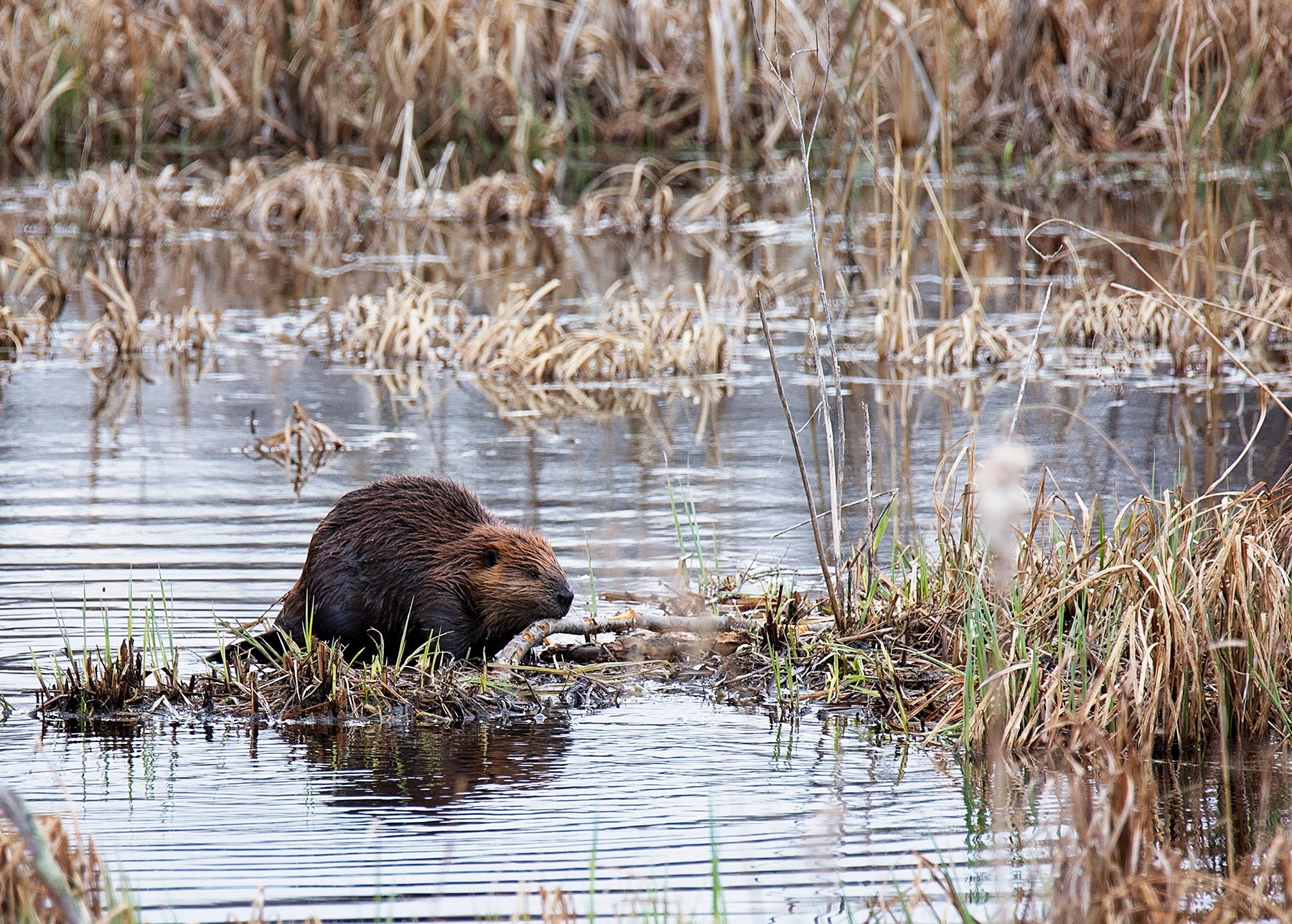 Reintroduced in many areas, beavers are thriving once again. © critterbiz, Shutterstock