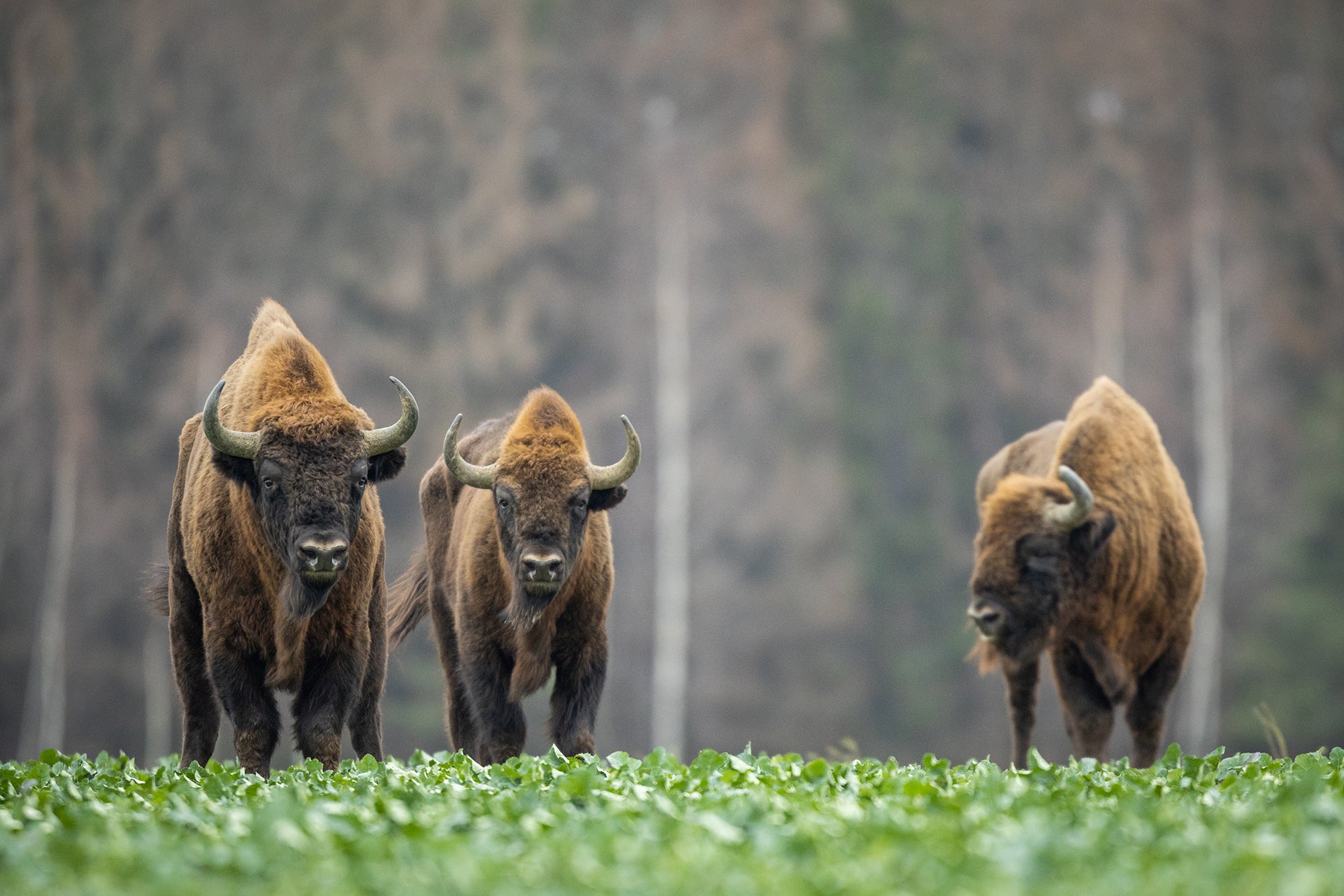 The largest land mammal in Europe, roaming free once more. © Szcezepan Klejbuk