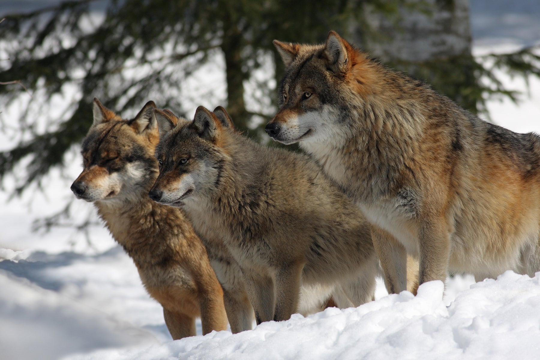 Wolves are social animals, thriving in their pack hierarchy. © Petr Muckstein