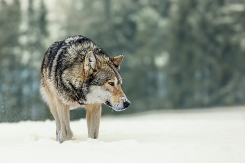 A lone wolf prowling in the snow © Michal Ninger