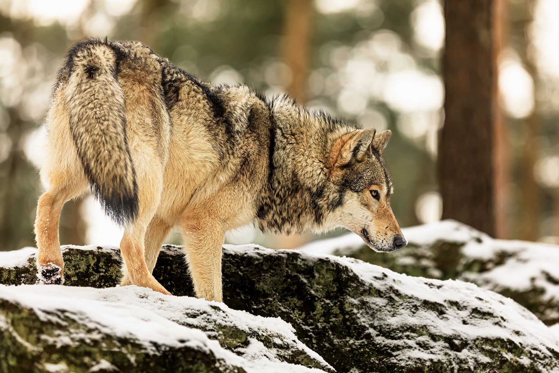 The Eurasian wolf plays a vital role in maintaining balanced ecosystems. © Michael Ninger