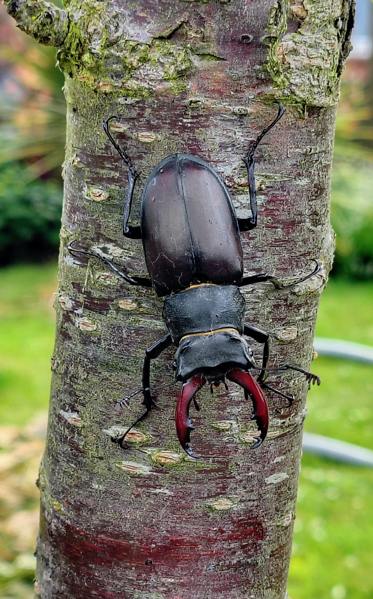 Stag Beetle