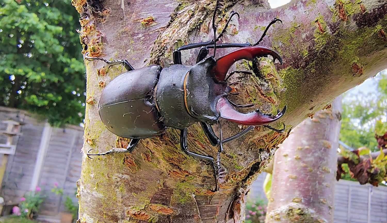 Stag Beetle