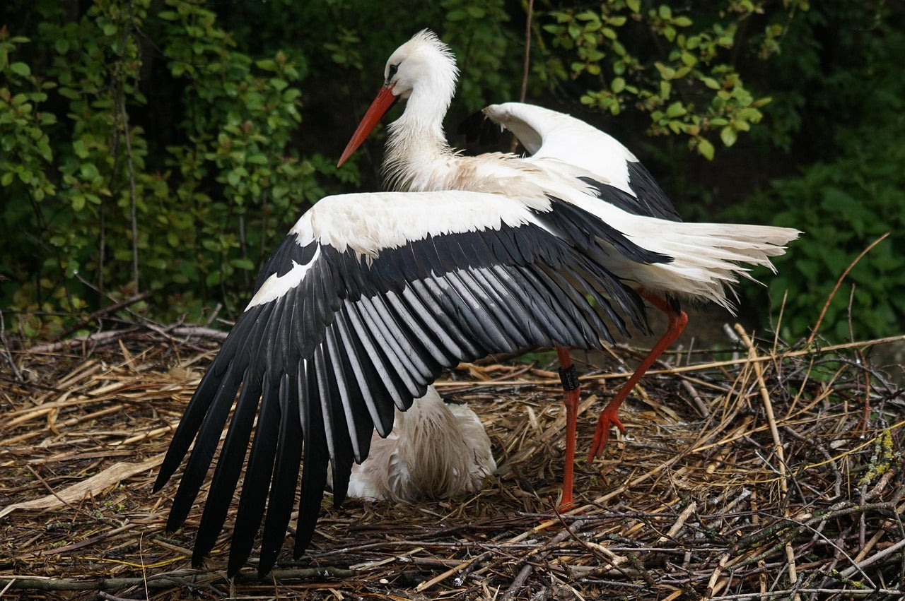 White Stork