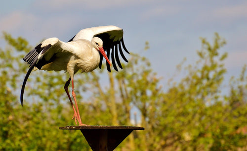 Storks migrate thousands of kilometres between Europe and Africa each year. © Alexas_Fotos, Pixabay